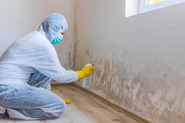 Best Mold Damage Restoration  in Springerville, AZ